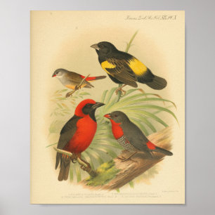Poster Vintage Bird Rouge Jaune Noir