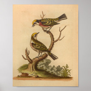 Poster Vintage Bird Yellow Red Print