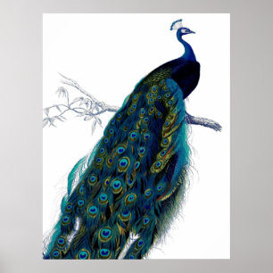 Poster Vintage Blue Elegant Colorful Peacock