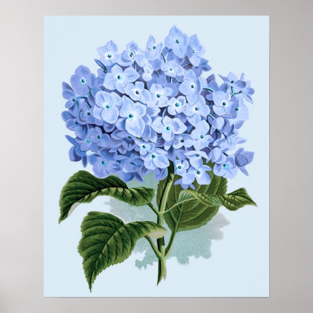 Poster vintage Blue Hydrangea (Devant)