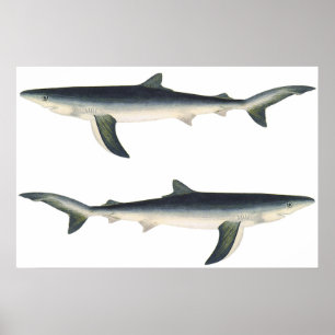 Poster Vintage Blue Shark, Aquatic Ocean Marine Life