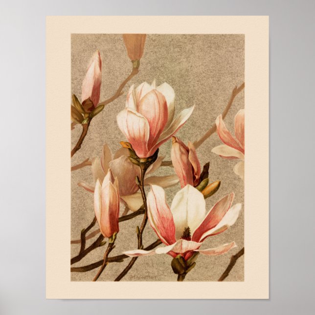 Poster Vintage Blush Magnolias (Devant)
