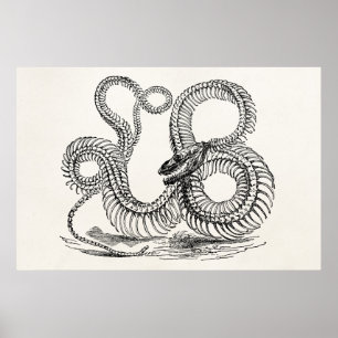 Poster Vintage Boa Snake Skeleton Personalized Template