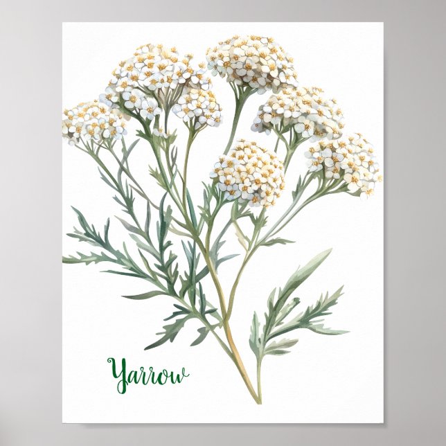 Poster Vintage Botanical Illustration Yarrow (Devant)
