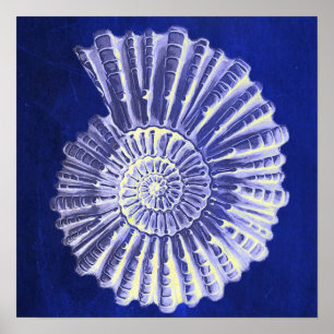 Poster vintage botanique Côte Bleu Coquille blanche