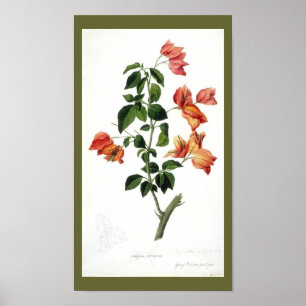 Poster Vintage Botanique-Fleur-Bouganville