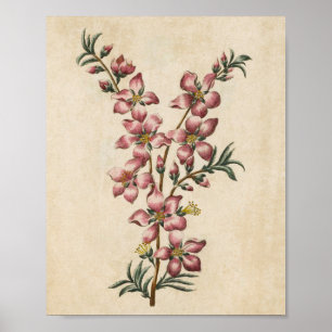 Poster Vintage Botanique Floral Almond Blossom Print