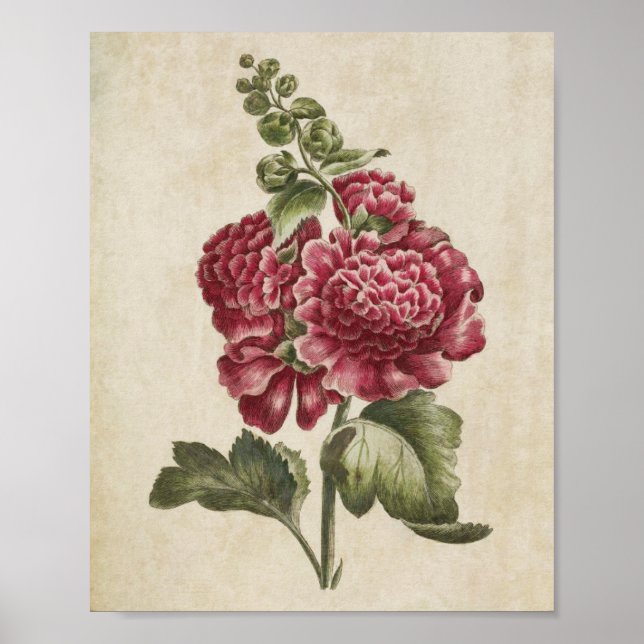 Poster Vintage Botanique Floral Hollyhock (Devant)