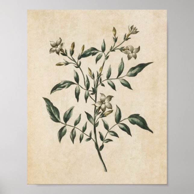Poster Vintage Botanique Floral Jasmine Imprimer (Devant)