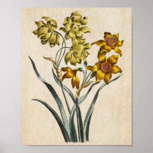Poster Vintage Botanique Floral Jonquil Imprimer