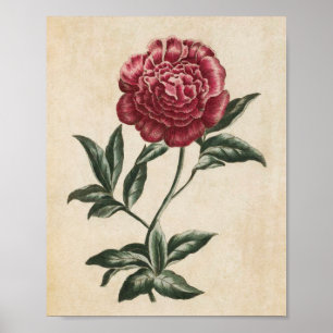 Poster Vintage Botanique Floral Peony