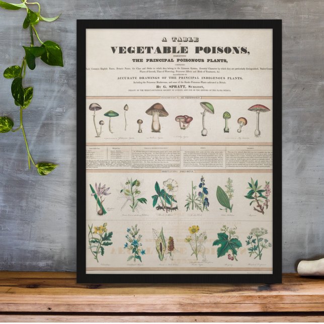 Poster Vintage Botanique Poisonous Plante éducatif (Créateur téléchargé)