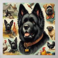 Vintage Bouvier des Flandres