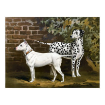 Vintage Bull Terrier et l'art du chien dalmate