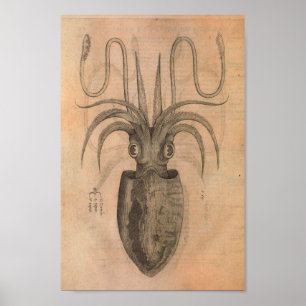 Poster Vintage calmar Imprimer la vie marine Illustration