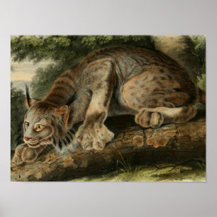 Poster Vintage Canadian Lynx Illustration