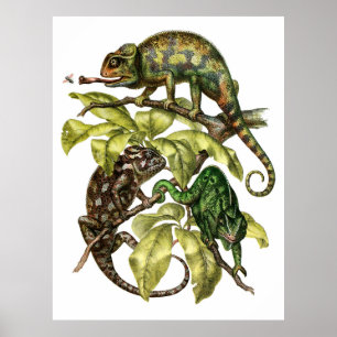 Poster Vintage Chameleon Lizard