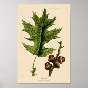 Poster Vintage Chêne noir Feuilles & Acorns Art botanique