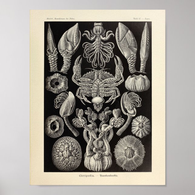 Poster Vintage Cirripedia Ernst Haeckel (Devant)