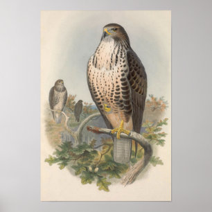 Poster Vintage Common Buzzard Bird