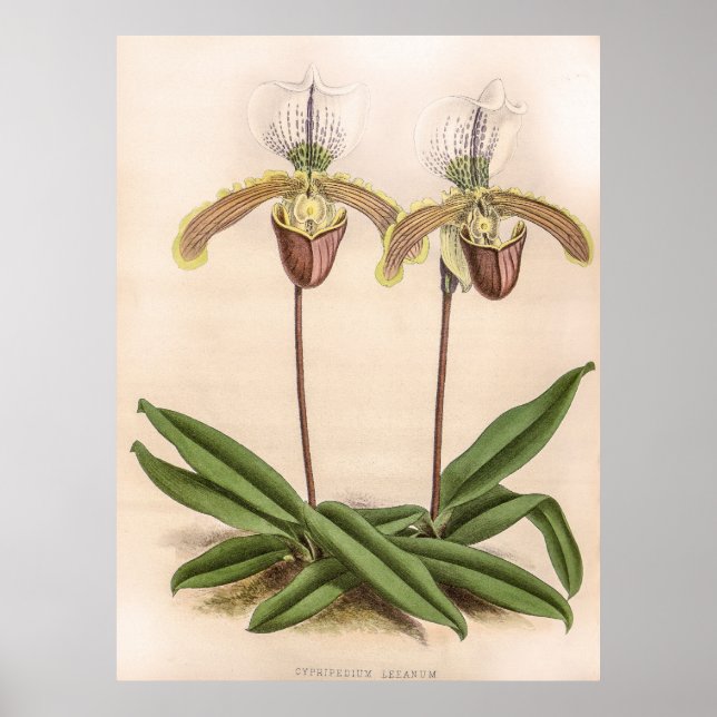Poster Vintage Cypripedium Orchid Flower (Devant)