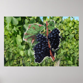 Poster vintage de raisin
