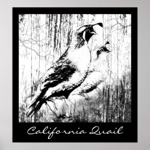Poster Vintage Design California Quail birds