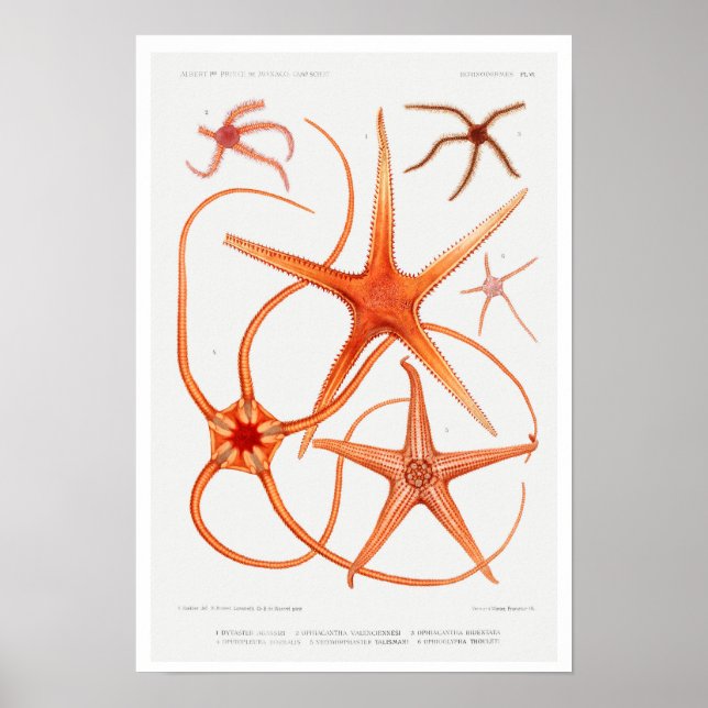 POSTER vintage D'ILLUSTRATION STARFISH (Devant)