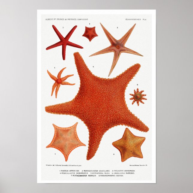 POSTER vintage D'ILLUSTRATION STARFISH (Devant)