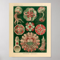 Vintage Discomedusae Color Ernst Haeckel Art Print