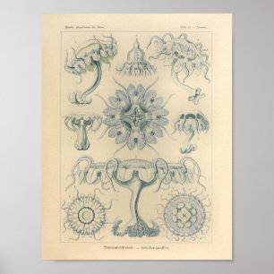 Poster Vintage Discomedusae Color Ernst Haeckel Print