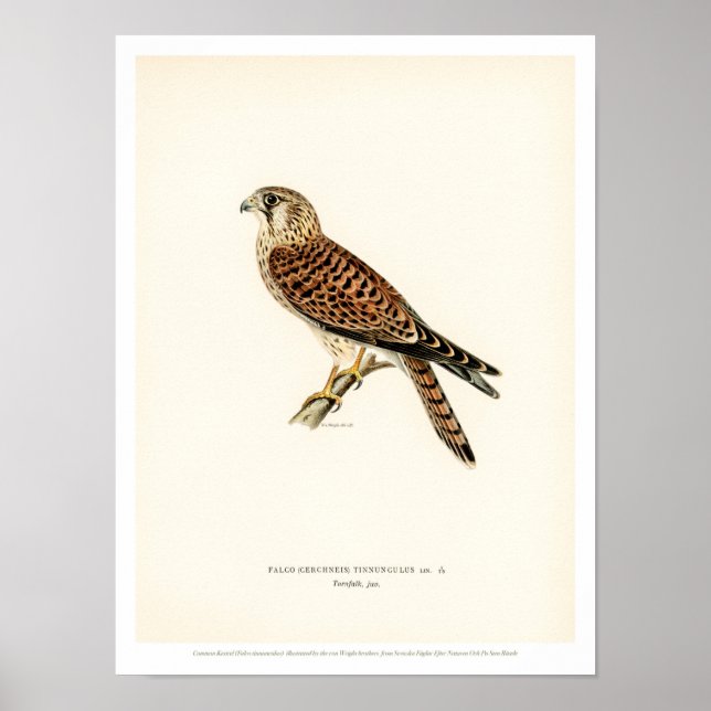 Poster vintage d'oiseaux - Faucon Kestrel (Devant)