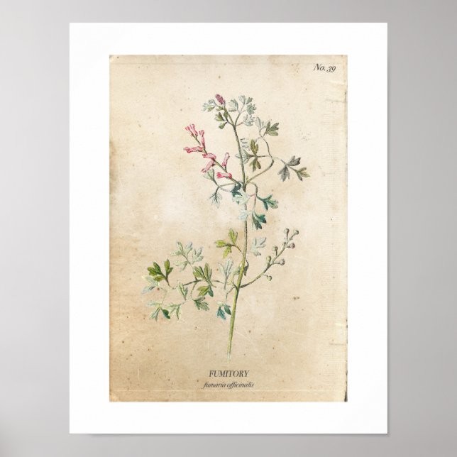 Poster vintage du Fleur sauvage botanique (Devant)