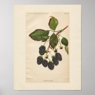 Poster Vintage Eldorado Blackberry Print