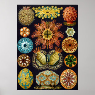 Poster Vintage Ernst Haeckel Illustration scientifique
