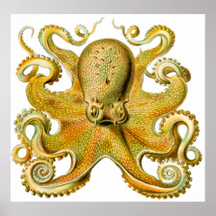 Poster Vintage Ernst Haeckel Octopus en jaune