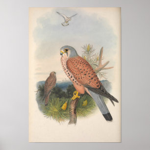 Poster Vintage Faucon Kestrel