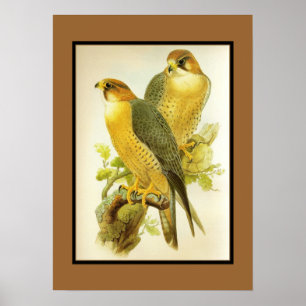 Poster Vintage Faucon pèlerin Oiseaux