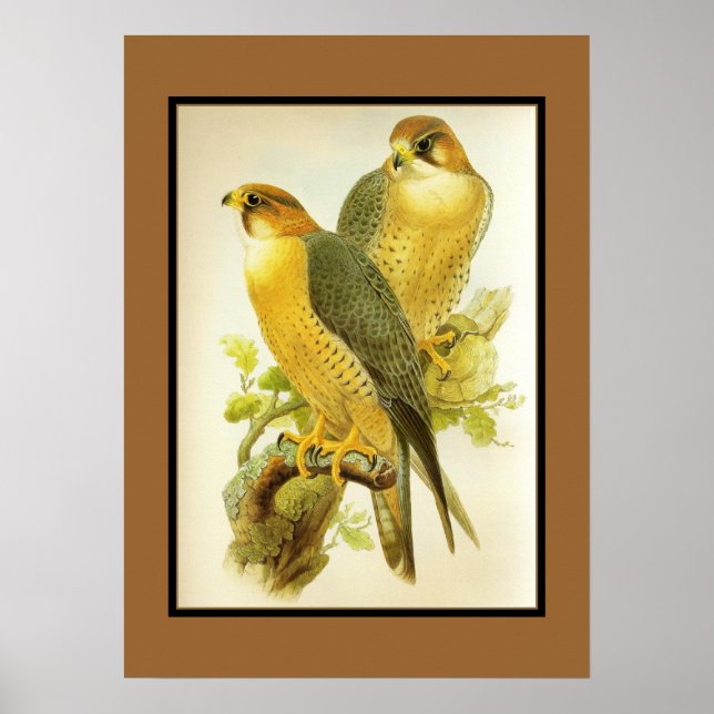 Poster Vintage Faucon pèlerin Oiseaux (Devant)