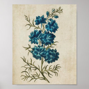 Poster Vintage floral double larkspur imprimé