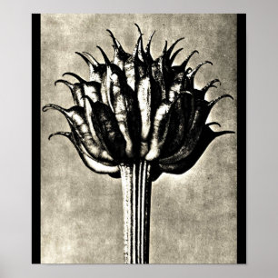 Poster-Vintage Fotografie-Karl Blossfeldt 18 Poster