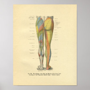 Poster Vintage Frohse Leg Nerve Innervation Print