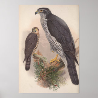 Poster Vintage Goshawk Bird