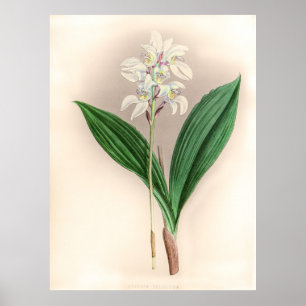 Poster Vintage Govenia Deliciosa Orchidée Fleur