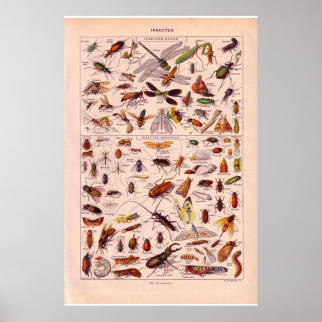 Poster Vintage historique 1920 Insects (Devant)