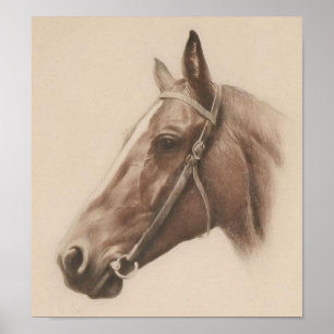 Poster Vintage Horse Illustration