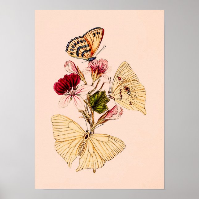 Poster  Vintage India Butterflies  (Devant)