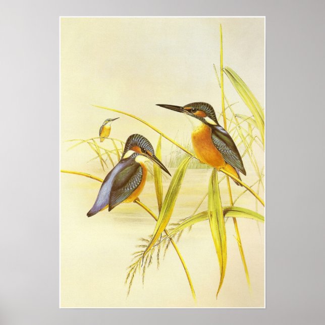 Poster Vintage Kingfisher Birds (Devant)