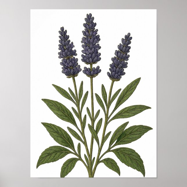 Poster Vintage Lavender (Devant)