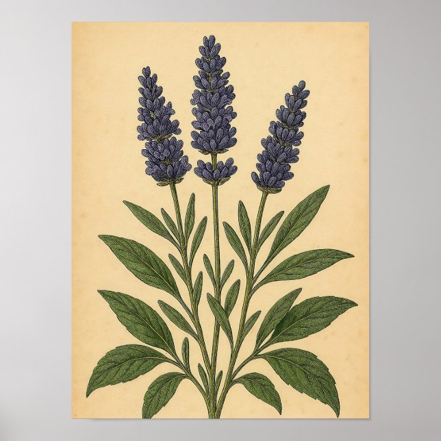 Poster Vintage Lavender on Weathered Paper (Devant)